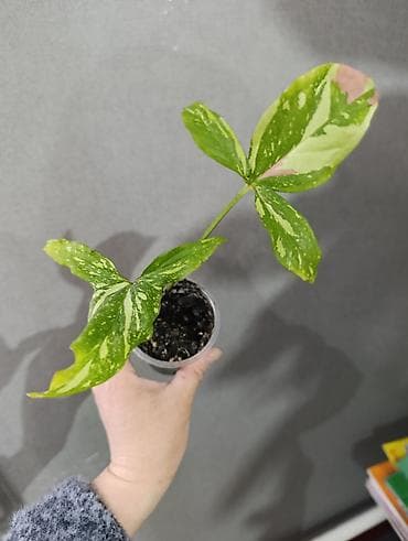 сингониум фреклес мутейшн: Распродажа сортовых и редких комнатных растений, цены и названия — 10