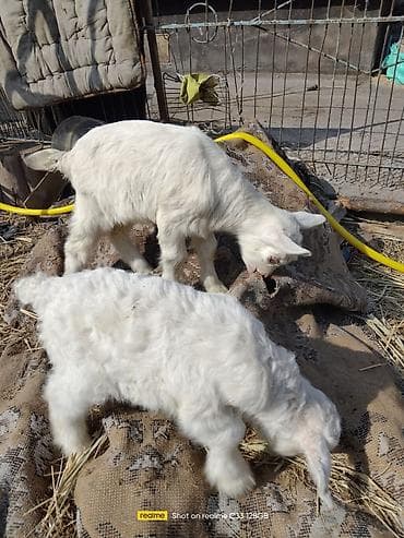 коозу кой: Продаю | Козлёнок | Для разведения — 4