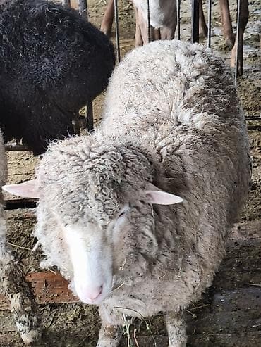 кошка кот: Продаю | Овца (самка) | На забой — 6