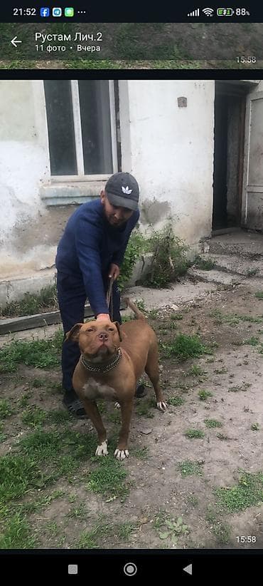 Иттер: Отдаю хорошие руки! Срочно!Американский питбультерьер, взрослый кобель — 1