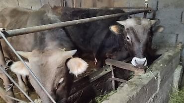 все для животных: Продаю | Бык (самец) | Швицкая | На откорм, На забой, Для разведения | Искусственник — 5