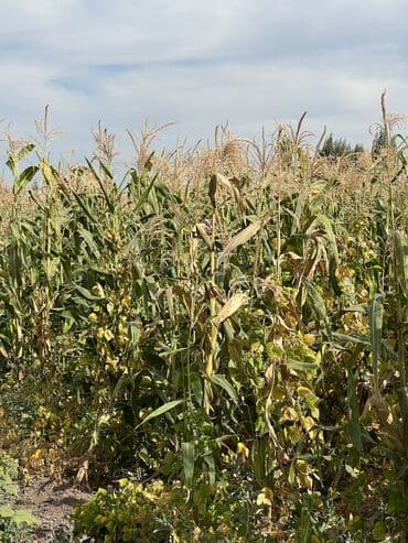 А/ч жаныбарлары үчүн тоюттар: Продаю Силос из кукурузы 4 тонны 
Корм для коровы для откорма бычков — 2