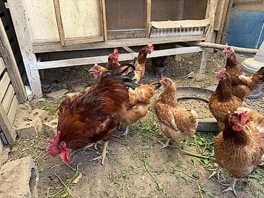 гнезда для птиц: Продаю | Куры, Петух — 7