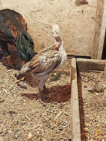 ремонт гидроскутера: Дакан жожо мекиш сатылат алмашу жолдору бар домашний тооко алмашам — 3