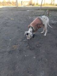 удобрения карбамид: Песок, В тоннах, Зил — 2