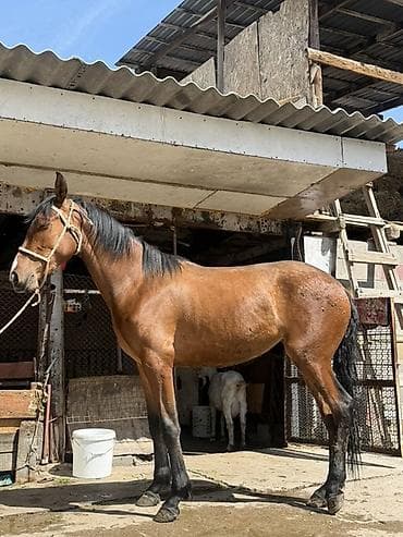 кой кыркан машнка: Продаю | Кобыла (самка) — 2