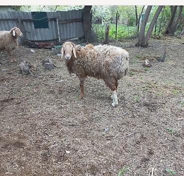 Продаю | Баран (самец) | Полукровка | Матка