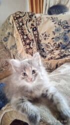 вислоухая кошка сколько стоит: Котята в добрые и ответственые руки. Кушают все и китекет тоже. Кашку — 16