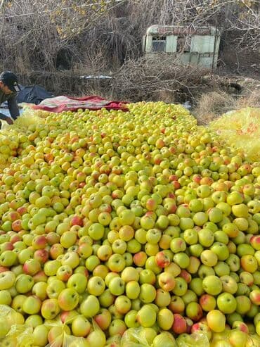 малина таруса: Яблоки Оптом — 3