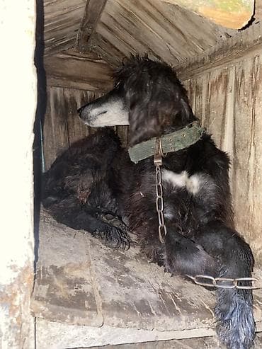 куда отдать кошку бишкек: Тайган, Более 5 лет, Самка, С прививкой — 5