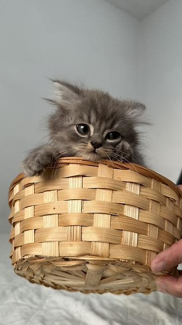 продам котят шотландских: Продаются пушистые шотландские котята, длинношерстные, окрасы: серый — 7