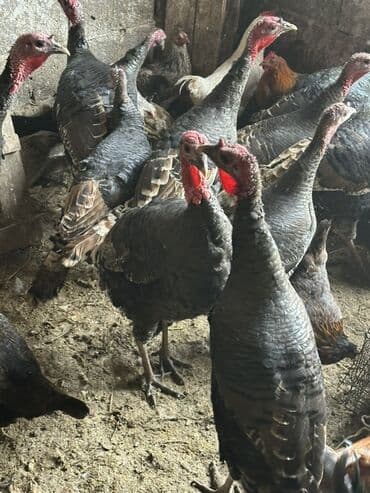 селхоз животные: Продаю | Индюшка (самка) | Для разведения | Племенные — 3