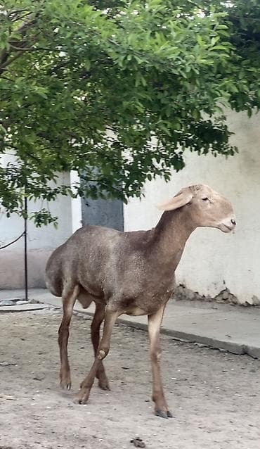 ящик сатылат: Сатам | Кочкор (эркек) | Арашан | Көбөйтүү үчүн | Асыл тукумдуу — 5