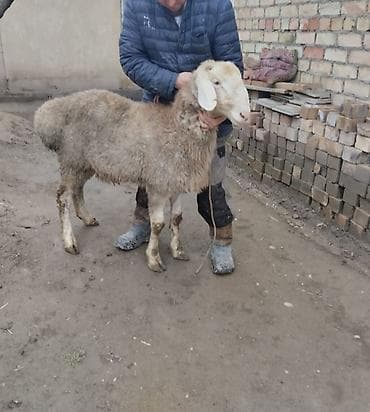 сколько стоит коза дойная купить: Продаю | Овца (самка) | Для разведения — 1
