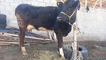 бычки парода: Продаю | Корова (самка) | Полукровка | Для разведения | Нетель — 4