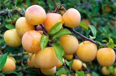 садовые растения: Саженцы сливы (вероятно, синеплодные сорта венгерского типа) - Тип — 3