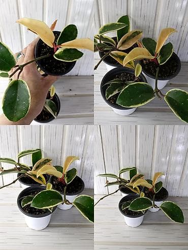 туника лист: Комнатные растения в горшках (на фото – реальные экземпляры): 1) — 4