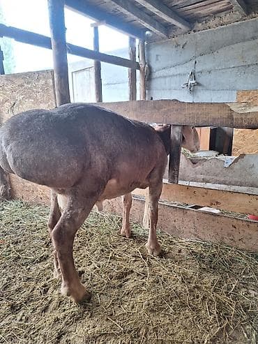 кошка мышык: Сатам | Кочкор (эркек) | Көбөйтүү үчүн | Асыл тукумдуу — 5