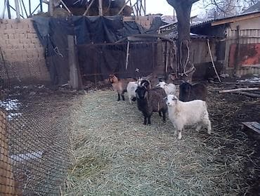 форма животных: Продаю | Коза (самка), Козлёнок | Полукровка, Нубийская | На забой, Для разведения — 5