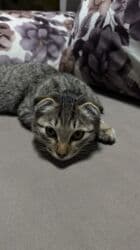 шотландская короткошерстная кошка: Скотиш Фолд (Шотландская вислоухая), 6 месяцев, Мальчик, Приучена к лотку — 10