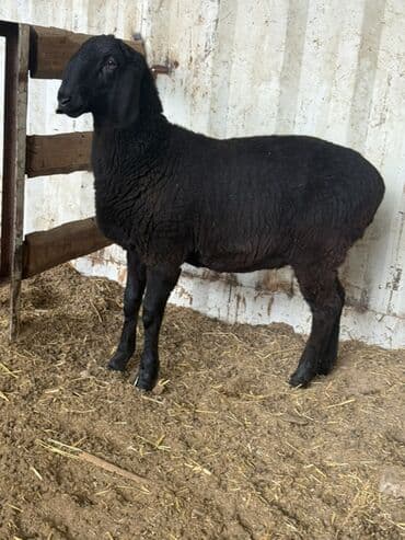кой сойгуч: Продаю | Овца (самка) | Для разведения — 6