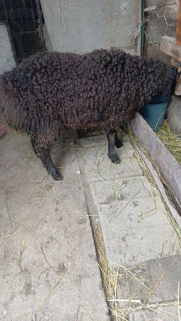 Услуги ветеринара: Продаю | Баран (самец) | Для разведения — 1