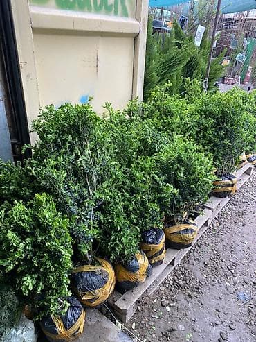 штамбовые: Ту я можжевельники разной формы ( спираль бонсай, пирамида глобус — 8