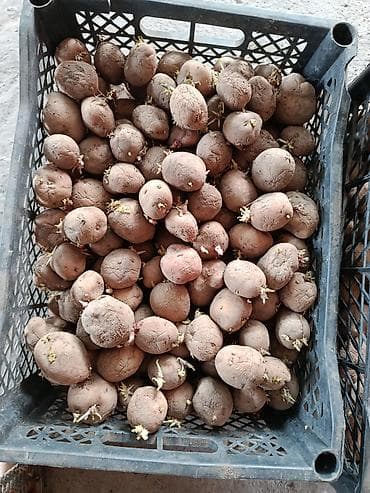 коробка алабыз: Картошка — 2