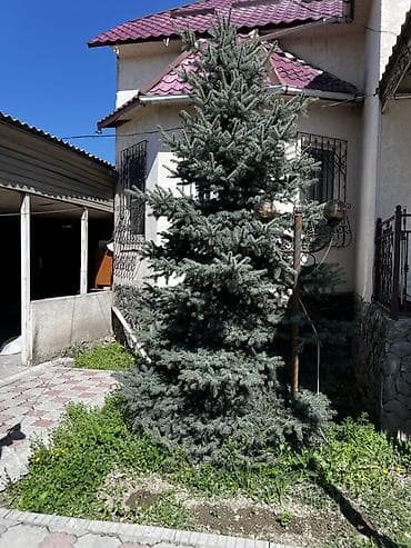 араукария купить: Ель голубая (Picea pungens glauca) для озеленения участка. - Пышная — 3