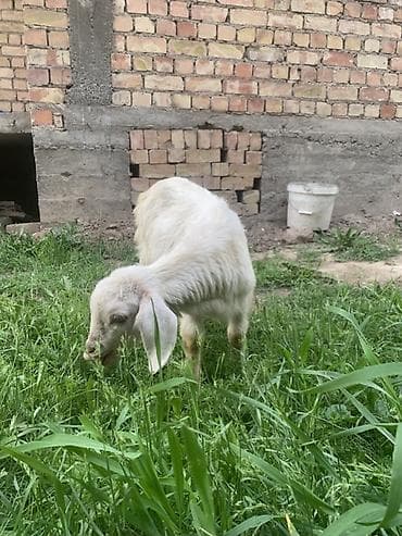 купить ястреба для охоты: Продаю | Козёл (самец), Козлёнок | Для разведения — 5