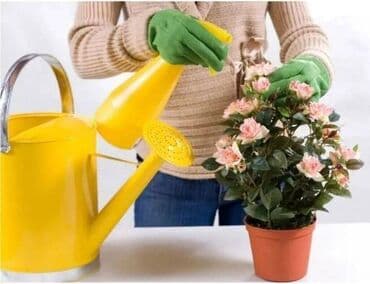 Предлагаю услуги профессионального цветовода для ресторанов, офисов at lalafo.kg Предлагаю услуги профессионального цветовода для ресторанов, офисов