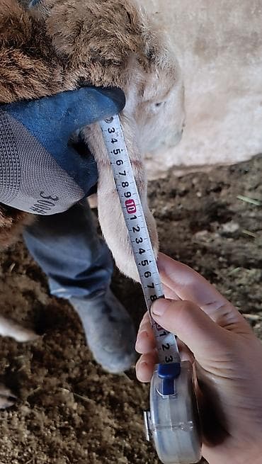 жожо адлер: Продаю | Овца (самка) | Арашан | Для разведения | Племенные — 6