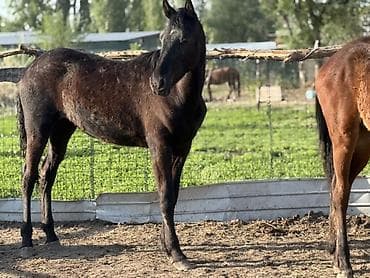 сколько стоит бычок 6 месяцев: Продаю | Жеребенок | Полукровка, Дончак, Кара Жорго — 1