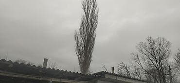 s 63: Тополь 10 шт — 2