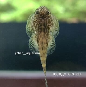 Псевдо-Скаты! Новинка! Прекрасно впишутся в ваш аквариум) Отлично