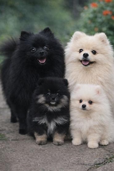 маленькая овчарка: Шпиц щенки с документами девочка мальчик - Круглая мордочка — 1