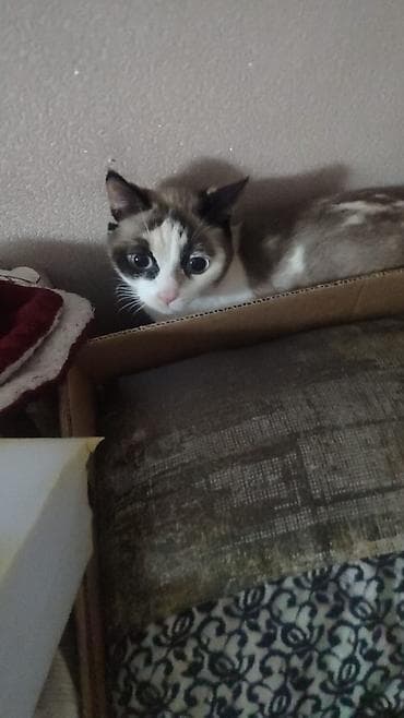 кошка рыжая: Более 5 лет, Девочка, Кастрирована — 2