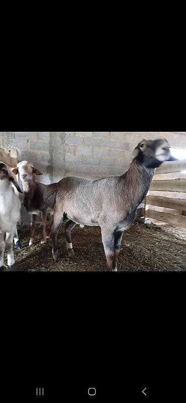 телят бычки: Продаю | Бык (самец) | На откорм | Привязанные — 3