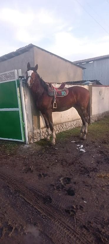 арпа тюк: Продаю | Жеребец | Рабочий — 6