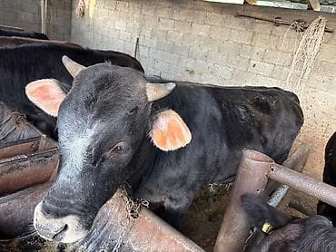 Продаю | Бык (самец) | На откорм | Привязанные