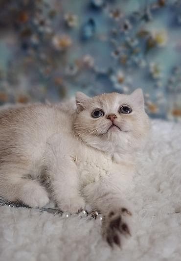 хайленд страйт цена: Скотиш Страйт (Шотландская прямоухая), 2 месяца, Девочка, Серебристая шиншилла, Приучена к лотку, Проглистована — 7