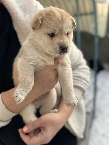 щенки акита: Щенки северного типа (похожие на хаски/аляскинских лайк) 5 штук - 4 — 2