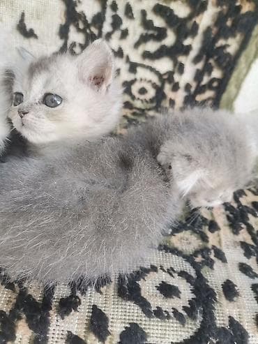 британская короткошерстная кошка вислоухая: Скотиш Фолд (Шотландская вислоухая), 2 месяца, Девочка, Серый, Приучена к лотку, Проглистована — 6