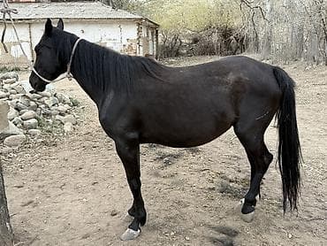 тай на забой: Продаю | Кобыла (самка), Конь (самец), Жеребец | Для разведения, Конный спорт — 2