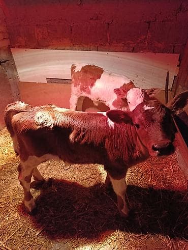 симментал уйлар: Продаю | Тёлка | Для молока — 3