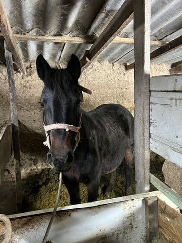 Жылкылар, аттар: Сатам | Бээ (ургаачы) | Союуга — 2