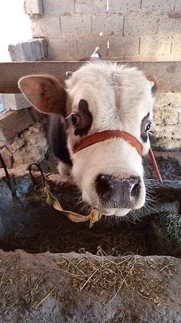 кой мал: Продаю | Бык (самец) | Симментальская | На откорм | Привязанные — 3