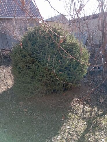 фисташковое дерево: Елка — 1