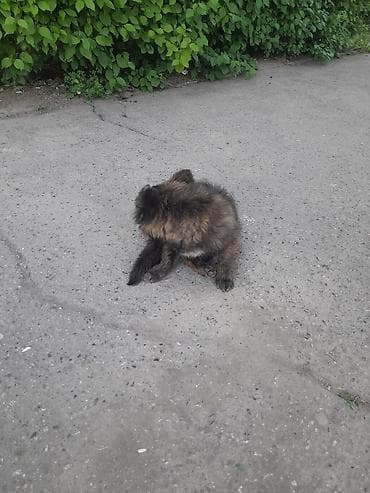 той терьер одежда: Щенок, пушистый, небольшого роста. Окрас тёмно-бронзовый с — 2