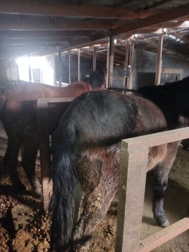 куры доминанты: Продаю | Кобыла (самка) | Для разведения — 2